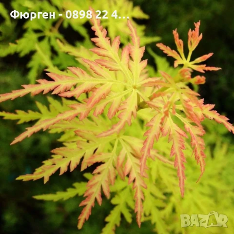 АЦЕР - Японски клен -   Налични 5 вида Студоустойчиви, снимка 16 - Разсади - 34223583