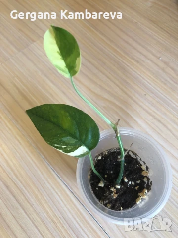 Epipremnum pinnatum Albo Variegata 