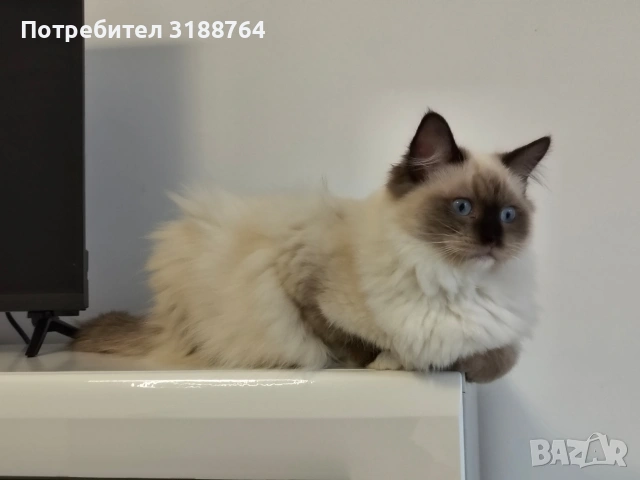 Регдол котенца, снимка 2 - Други - 53578189