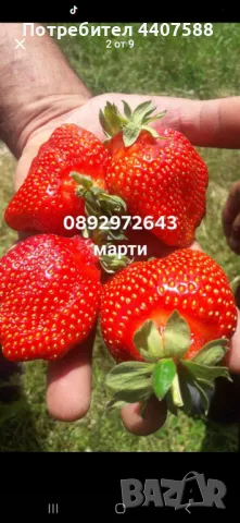 Разсад ягоди , снимка 2 - Разсади - 49471052