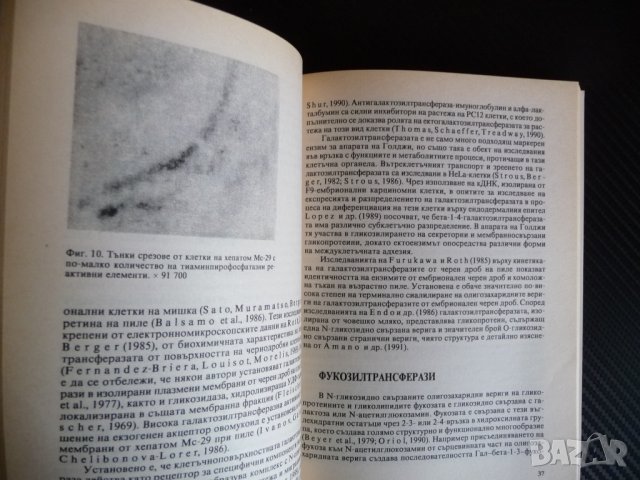 Гликопротеини и неоплазии - Светослав К. Иванов малигнизация клетъчна биология, снимка 2 - Други - 39993089