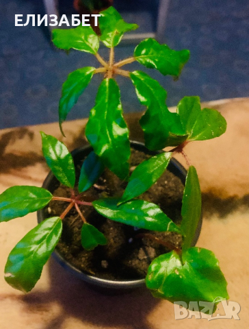 Begonia, снимка 1 - Стайни растения - 44889947