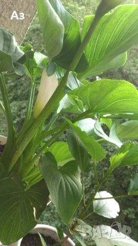 Продавам Цветя Кала за дома - големи, снимка 6 - Разсади - 36583992