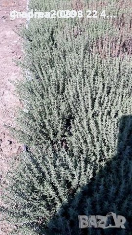 Билки и Подправки, снимка 10 - Разсади - 37006565
