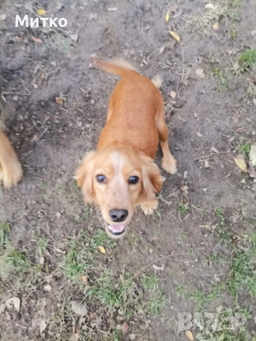 Кокер шпаньол, снимка 8 - Шпаньоли - 52671231