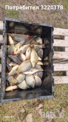 Продавам зарибител-шаран , снимка 9 - Рибки - 53470540