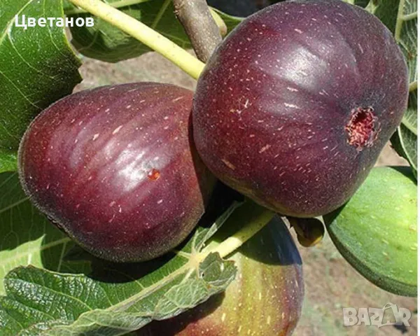 Смокиня Браун Бляк