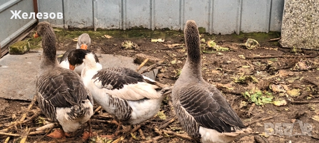 Гъски За БАРТЕР , снимка 3 - Патици и гъски - 52406234