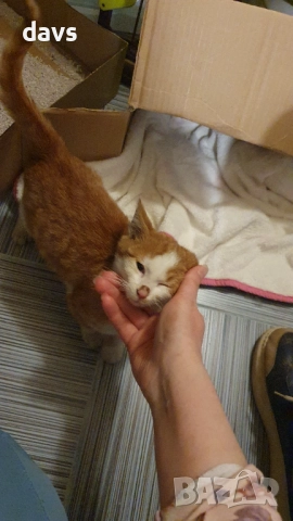 Намерено - Рижаво мъниче спешно търси дом, снимка 10 - Други - 52807638