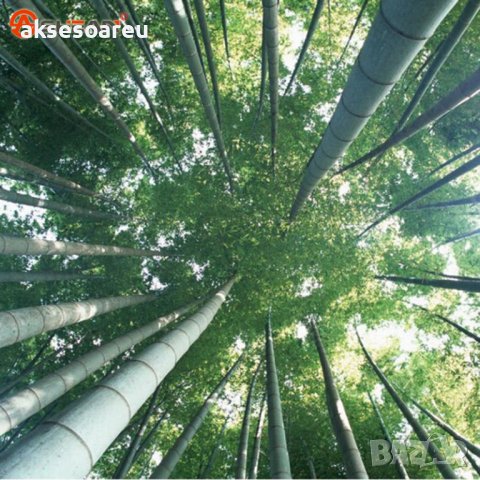 100 броя бамбукови семена от Декоративен бамбук Moso Bamboo лилав зелен цветен , снимка 18 - Сортови семена и луковици - 23954889