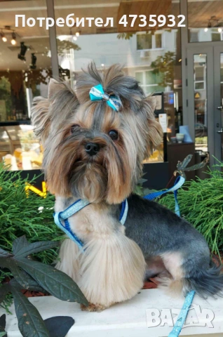 Мини Йоркшир момче и момиче!, снимка 6 - Йоркширски териер - 53453752