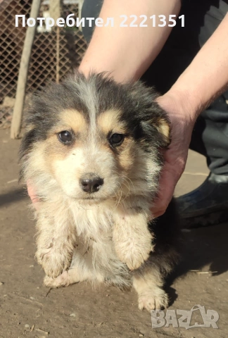 Подарявам кученца, снимка 3 - Други - 53517640