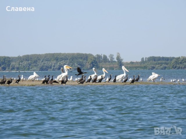 Орнитоложко приключение в природен парк Персина, снимка 2 - Селски туризъм и култура - 43948173