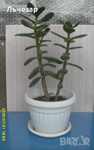 Продавам цвете "Дървото на живота", снимка 1