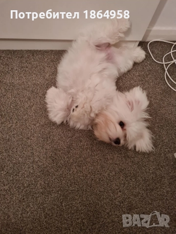 СУПЕР МИНИ МАЛТИЙСКА БОЛОНКА Доставка, снимка 8 - Болонка - 52068837