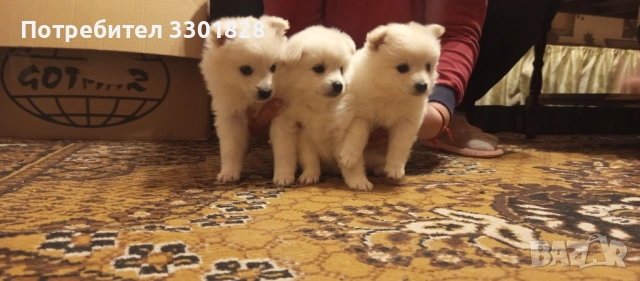 Мини шпиц, снимка 6 - Шпиц - 53127974