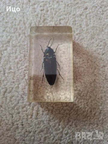 Колекция от насекоми, снимка 2 - Филателия - 49422116