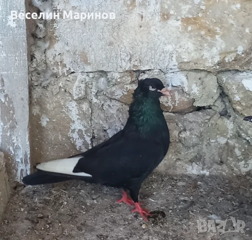 продавам  шуменски  гьлаби  и  американски храна4и, снимка 15 - Гълъби - 50969461