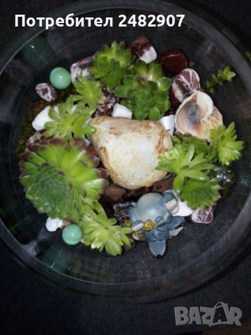 Сукуленти в стъкло, снимка 3 - Изкуствени цветя - 37678106