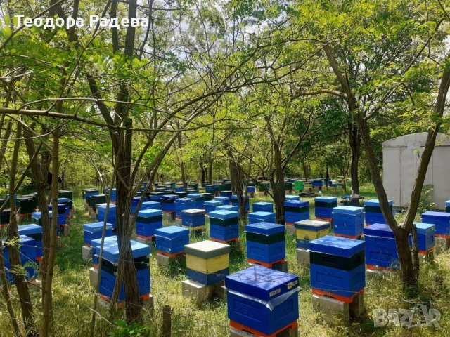 Крем Мед, снимка 3 - Пчелни продукти - 40788974