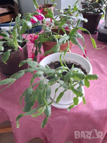  Коледниче - три саксии, снимка 9 - Стайни растения - 53212399