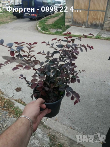 Лоропеталум/ Loropetalum - червен, снимка 7 - Разсади - 50963920