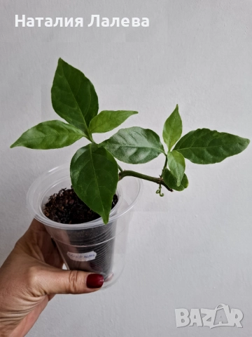 Одонтонема, odontonema, снимка 2 - Стайни растения - 52050664