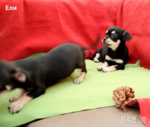 Чихуахуа (момче и момиче) , снимка 1