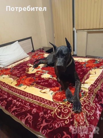 Немски дог мъжки и женски, снимка 8 - Немски дог - 45664449