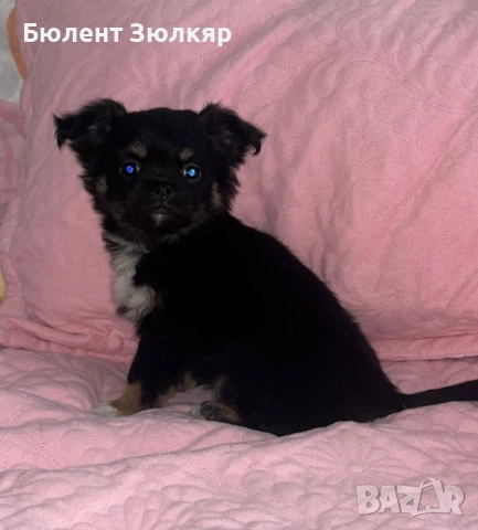 Мини чихуахуа 