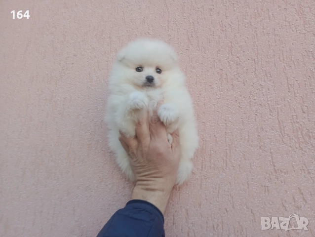 Мъжки Померан. Реални снимки от 26.12.25 г., снимка 7 - Померан - 52809054