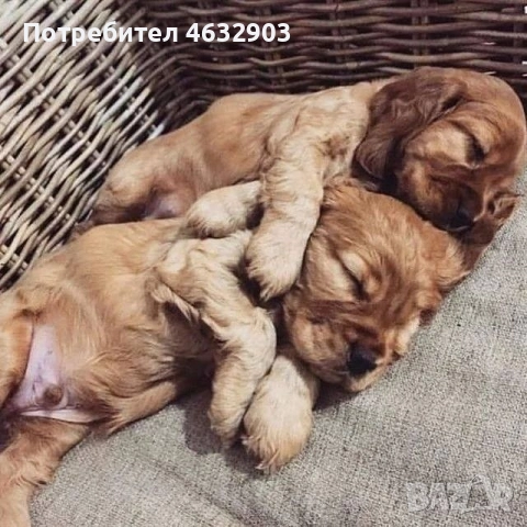 кокер шпаньол чистокръвно момче , снимка 3 - Кокер шпаньол - 52678801
