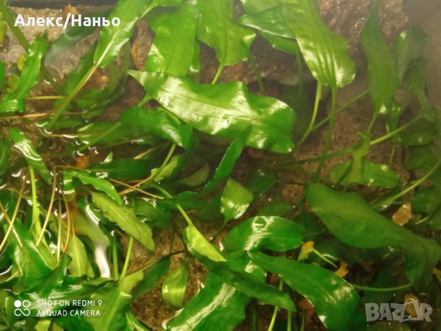 продавам анцуструси  по 2,5  лв и растения по 1-6 лв., снимка 4 - Рибки - 15308633