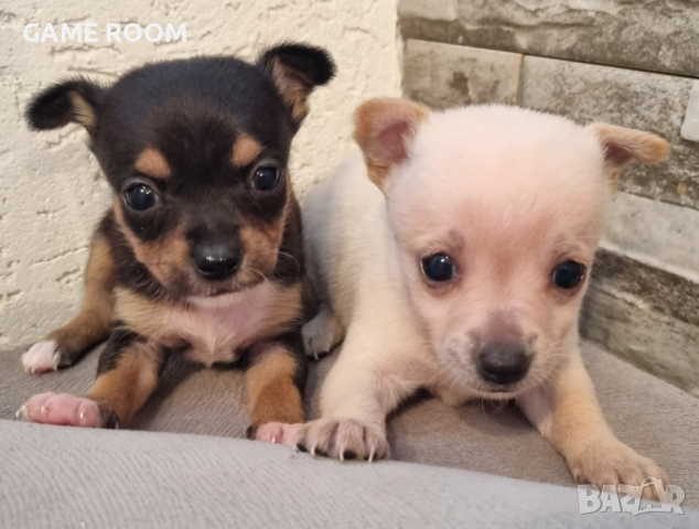 Супер Мини Пинчер Чихуахуа Пинчерче пинчери пинчерчета кученце Чихупинчер чихо 