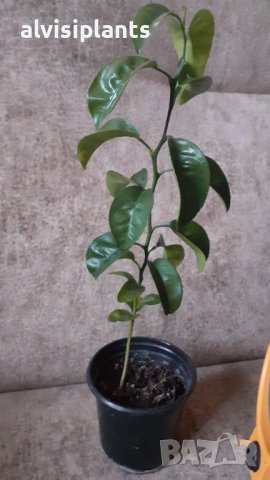 Портокал младо растение цитрус на година и половина, снимка 2 - Стайни растения - 38604477