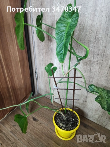 Филодендрон Paraiso Varde Variegata, снимка 3 - Стайни растения - 53402722