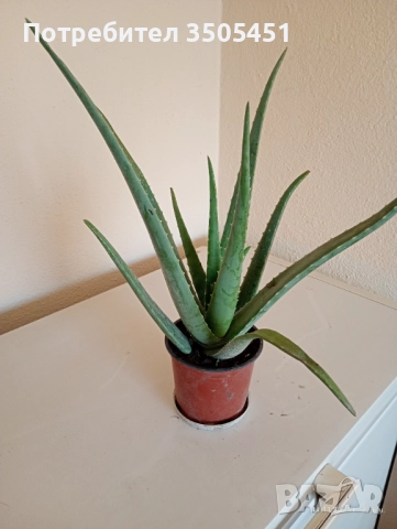 Лечебно алое вера , снимка 3 - Стайни растения - 52409354