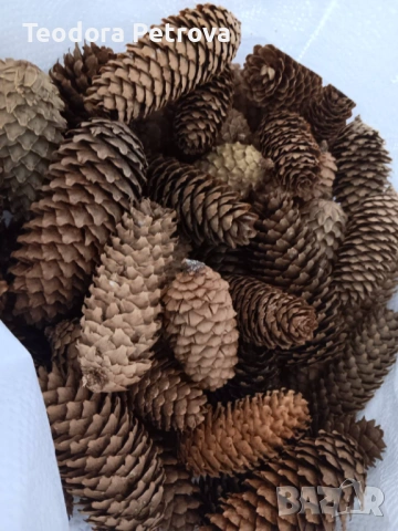 Шишарки от Черен, Бял и Морски бор, и смърч за декорация, снимка 2 - Други услуги - 53606309