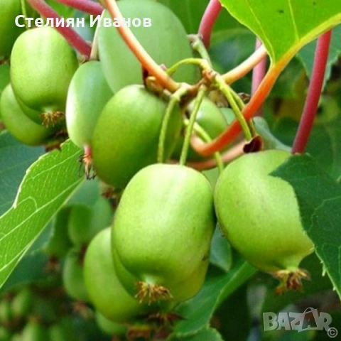 Голо, студоустойчиво киви (Actinidia arguta 'Issai'), снимка 2 - Градински цветя и растения - 52354308