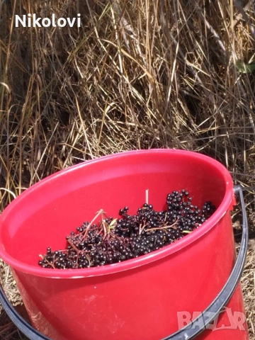 Сироп от черен бъз или сладко от черен бъз, снимка 8 - Домашни продукти - 53135689