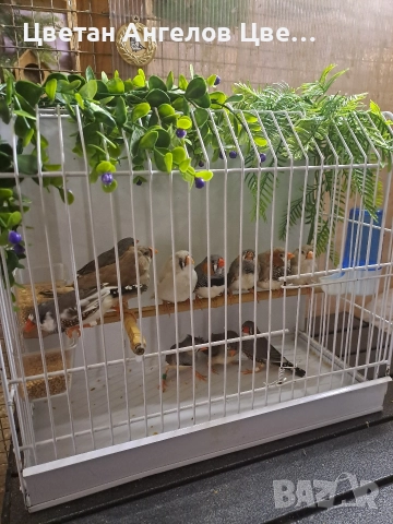 продавам зеброви амадини , снимка 2 - Амадини - 51648061