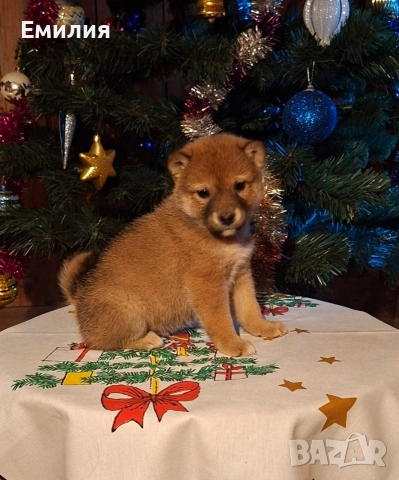 Шиба ину Коледни изненади, снимка 9 - Шиба ину - 52868459
