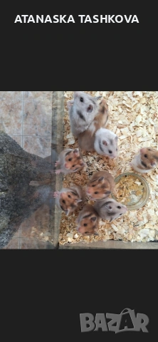 Хамстери, снимка 2 - Хамстери - 53587909