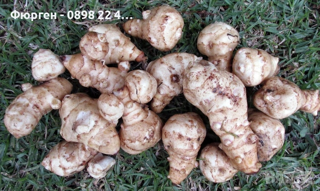 🌱 Земна ябълка (Гулия, Топинамбур), снимка 3 - Разсади - 53407704