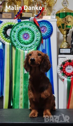 Дългокосмес  Дакел с родословие от родители шампиони, снимка 1