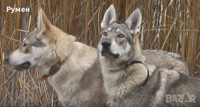 Чехословашки вълчак мъжко кученце