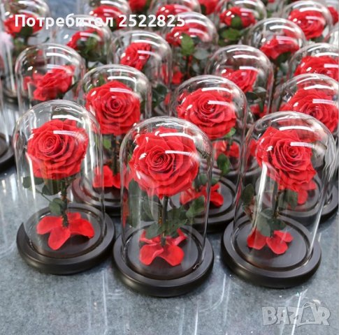 Вечно цвете  Розата "Красавицата и Звяра", снимка 2 - Декорация за дома - 43988663