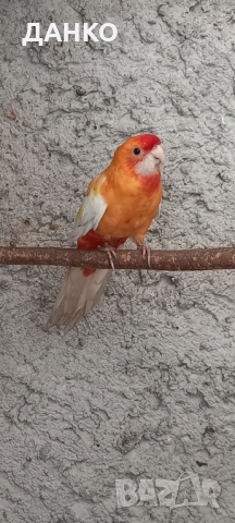 ПРОМОЦИЯ!!! РАЗМНОЖАВАЩИ СЕ ДВОЙКИ ПЕНАНТОВИ РОЗЕЛИ, снимка 6 - Папагали - 50987571