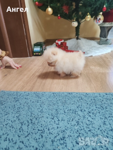 Померан, снимка 4 - Померан - 52946732