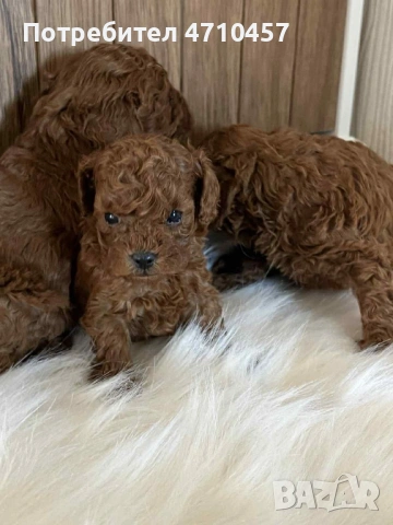  Пудел той момченца и момиченца, снимка 2 - Пудели - 53118261